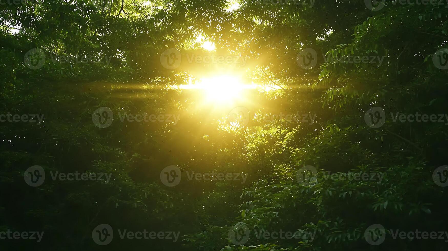 The sun shines through the trees in a forest photo
