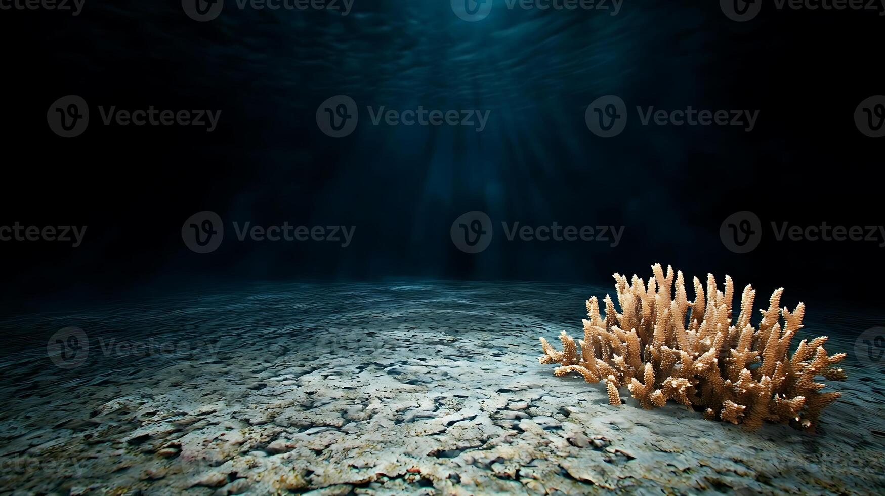 An underwater scene with a coral and some light photo