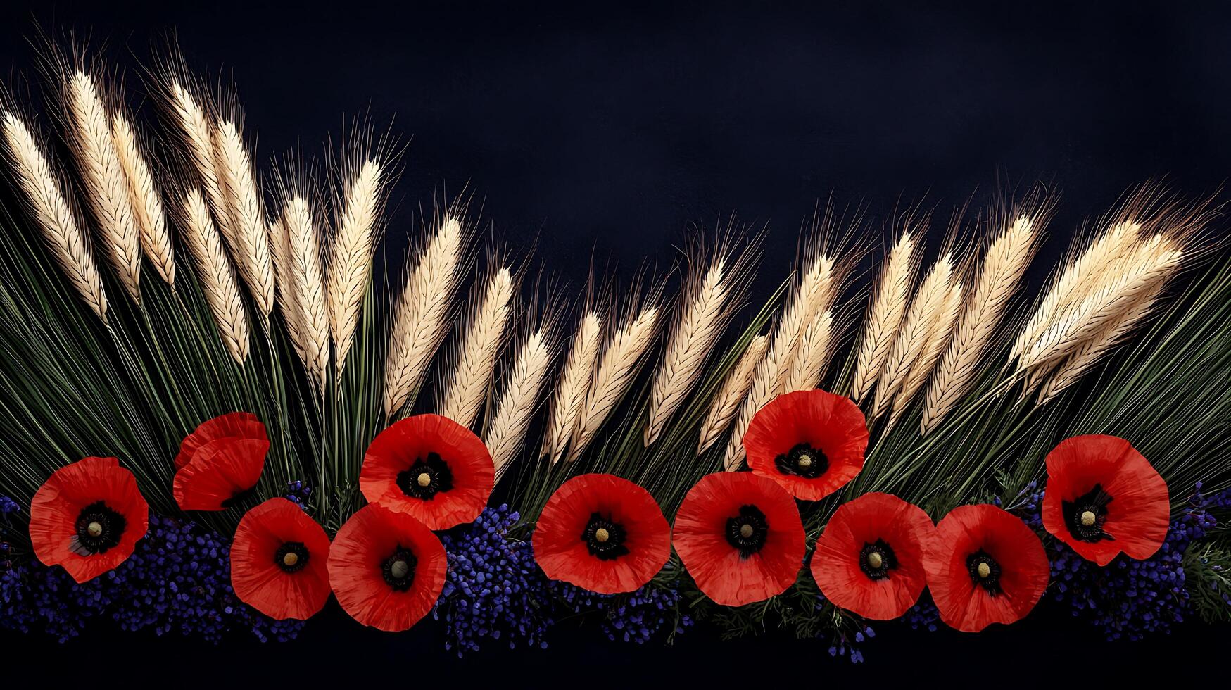 A row of red poppies and wheat on a dark background photo
