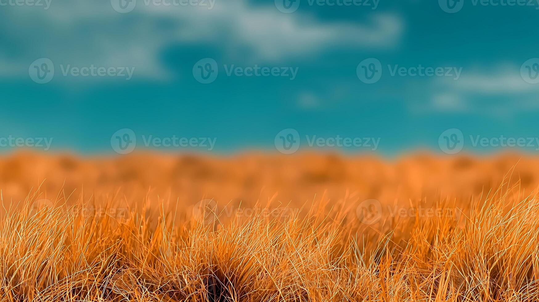 A field of tall grass with a blue sky in the background photo