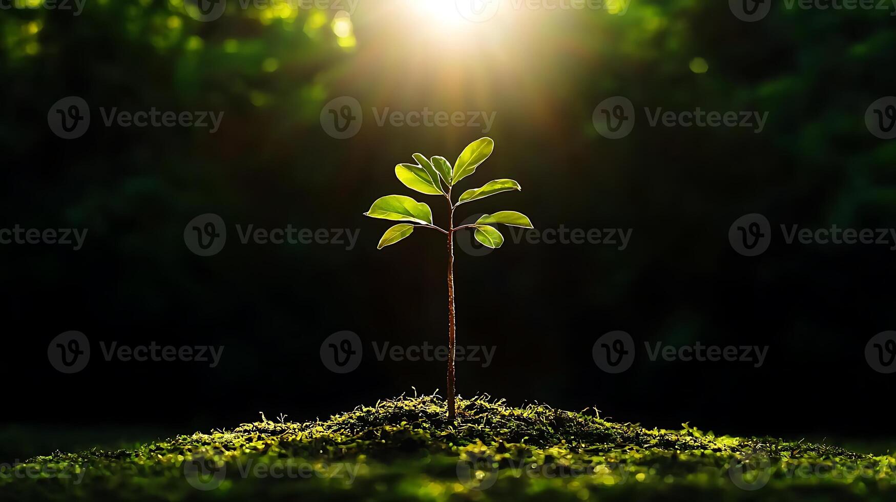 Young sapling emerging from rich soil illuminated by sunlight in a lush green forest background photo