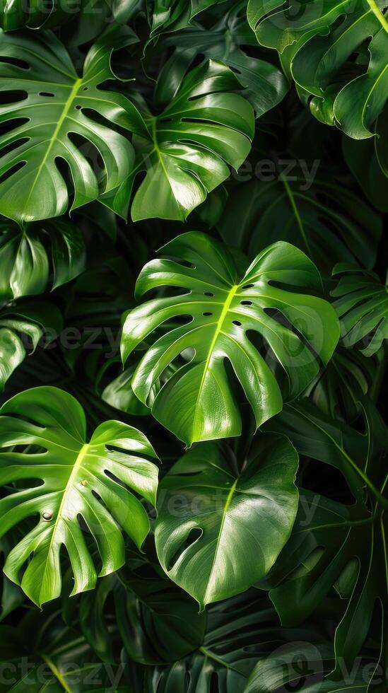 Lush green monstera leaves with unique holes and patterns, natural background photo