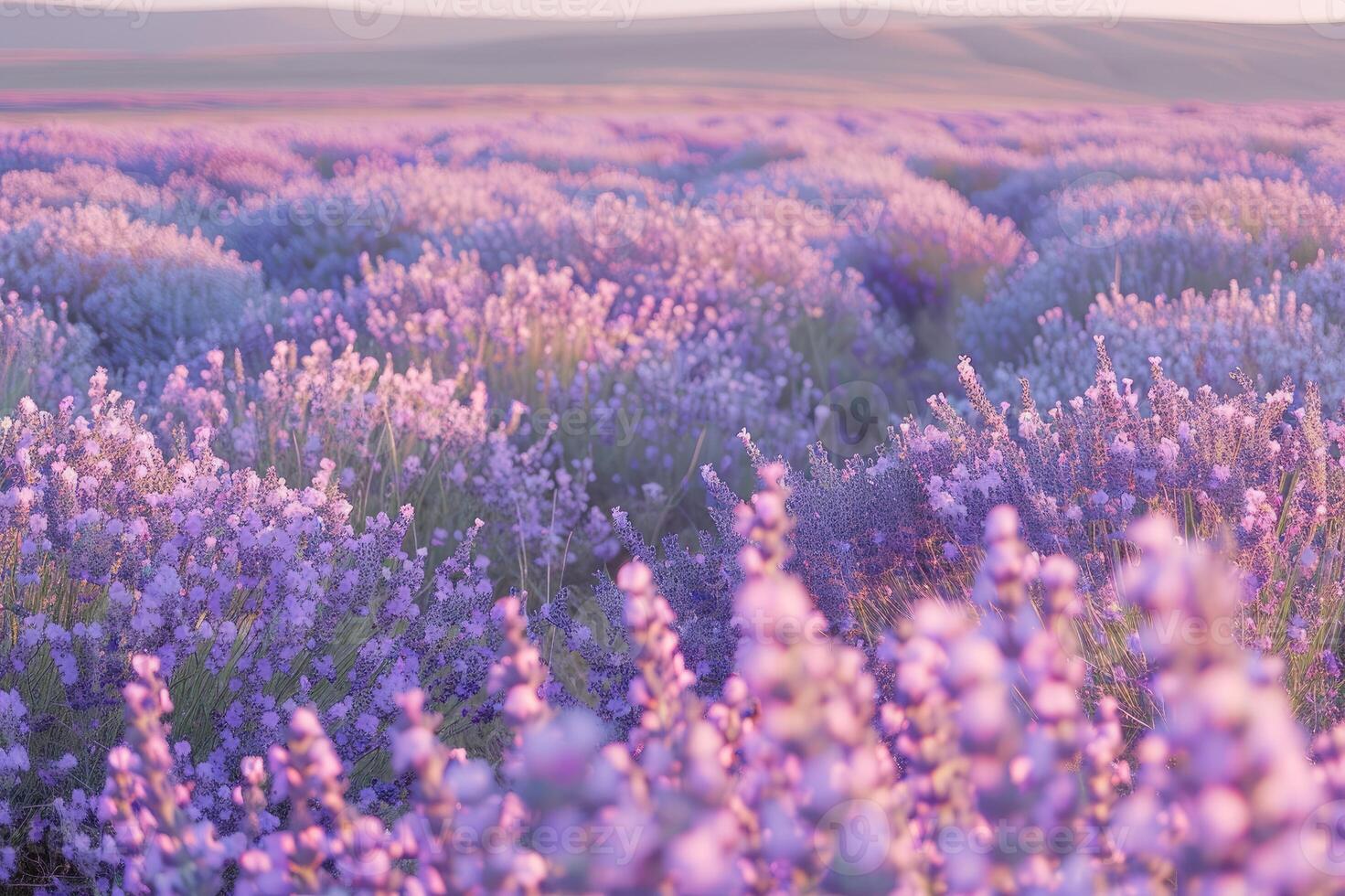 Lavender field in denim light and lavender. photo