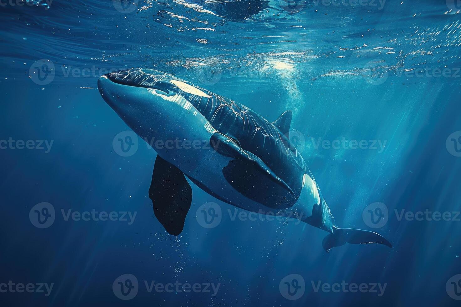killer whale in the sea... photo