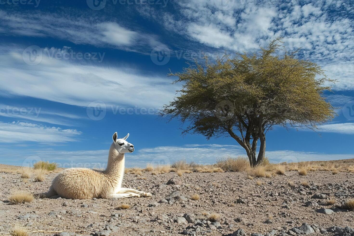 White llama resting under blue sky in the atacama desert photo