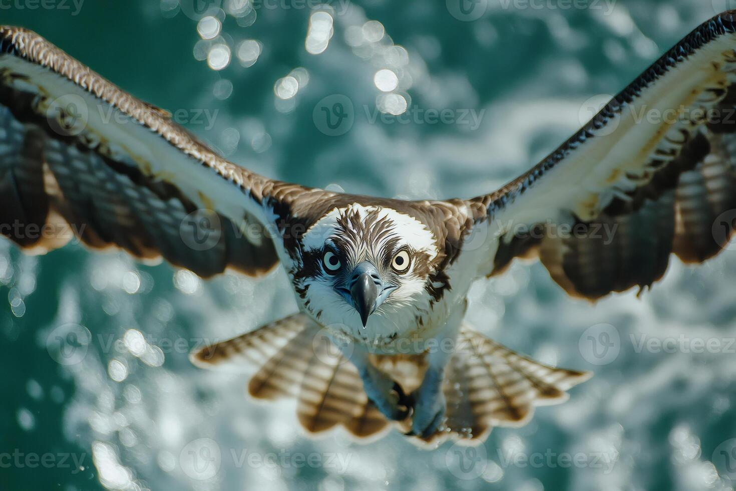 Osprey diving for fish in crystal clear water photo