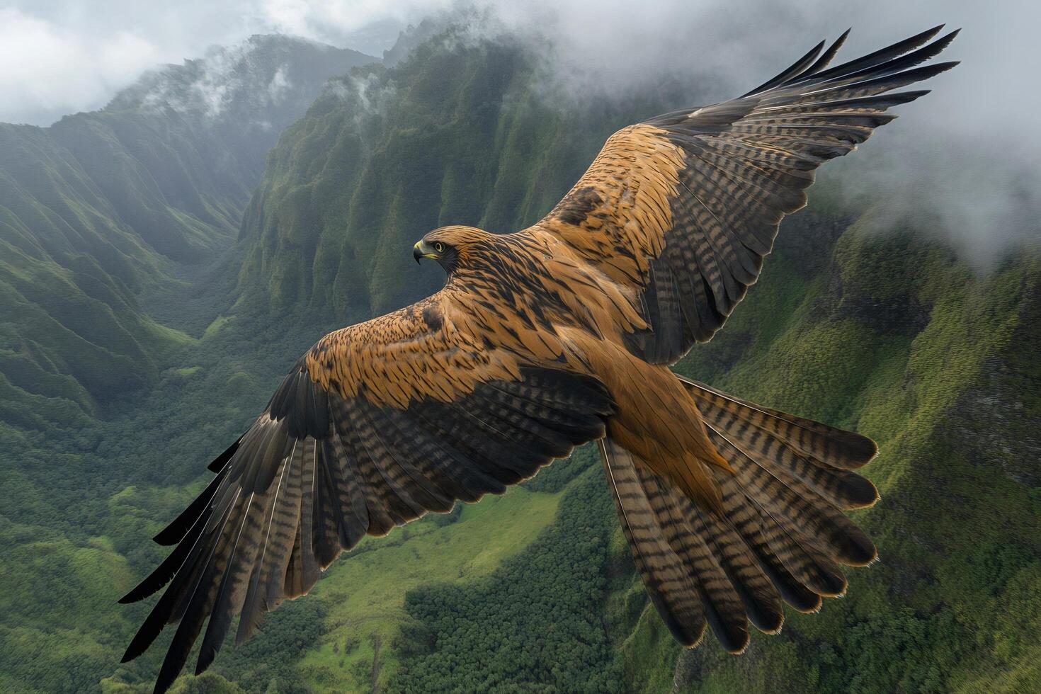 Hawaiian hawk soaring over kauai lush green valley photo