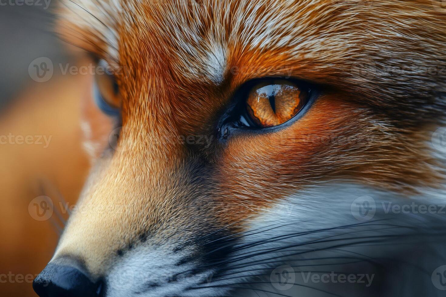 Red fox showing intense gaze with amber eyes in close-up photo