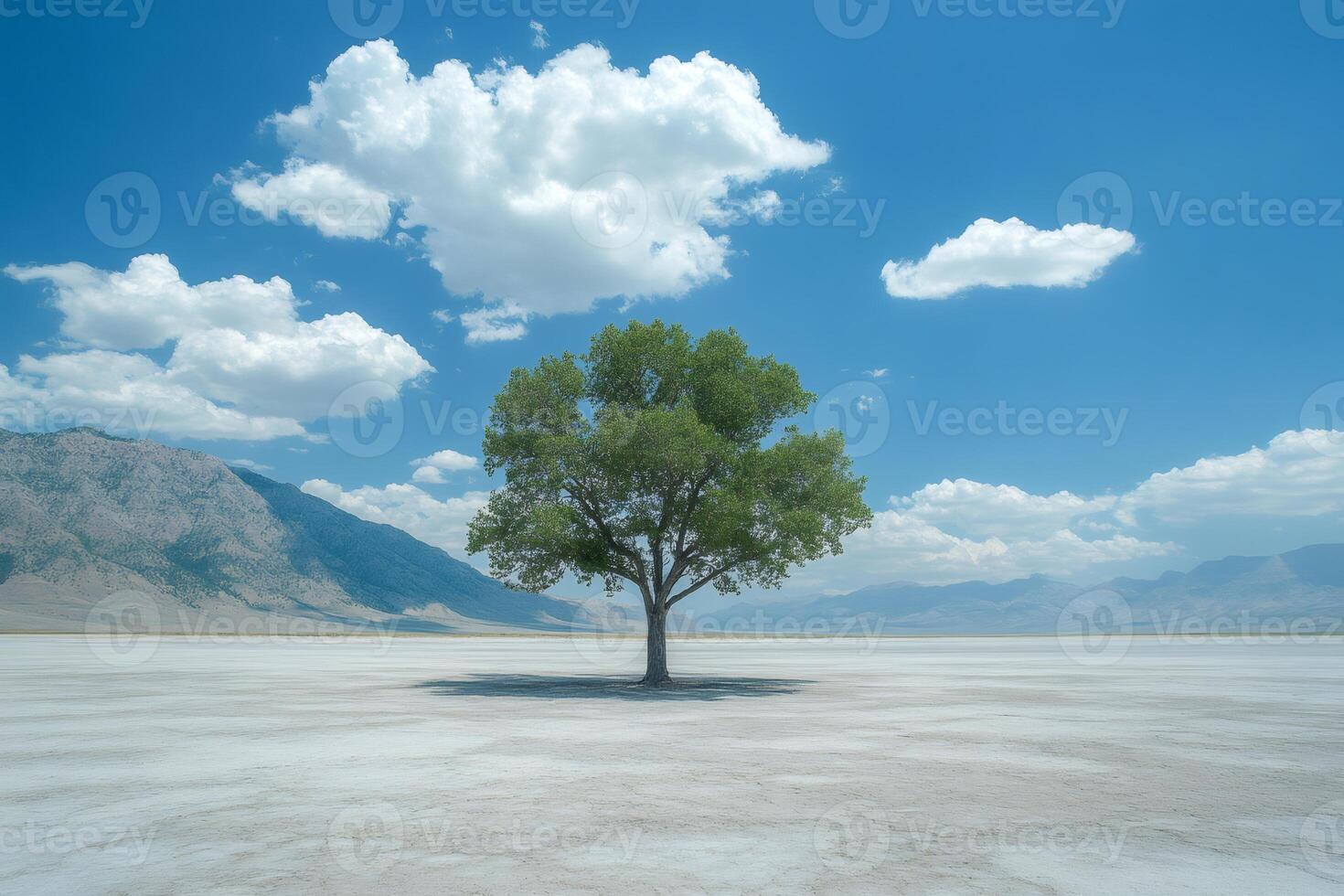 Lone tree growing in vast salt flat desert landscape with mountains and cloudy blue sky photo