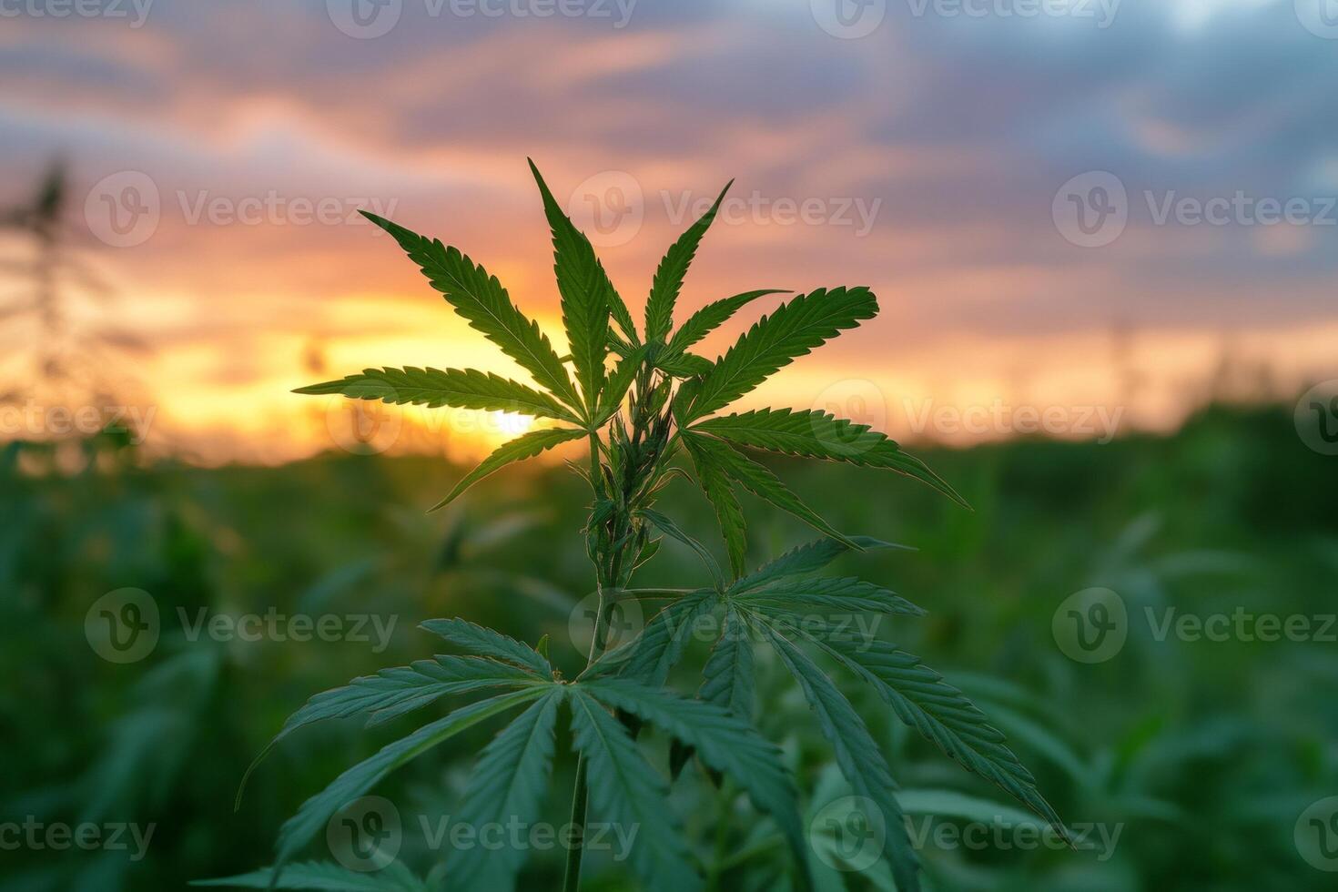 Cannabis plant growing in field at sunset, medical marijuana concept photo