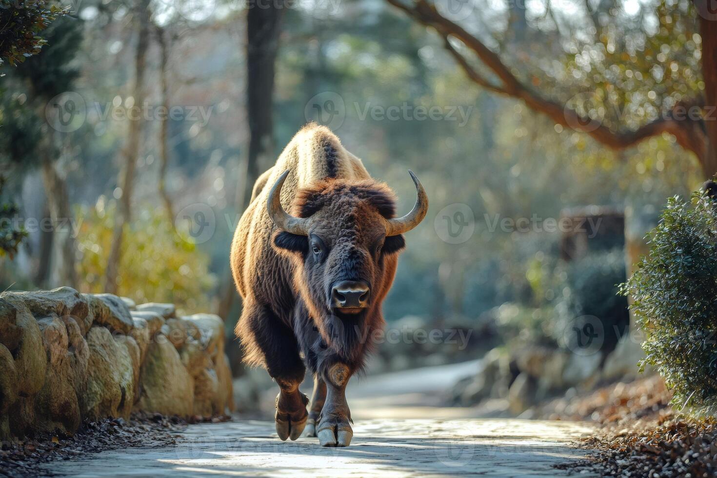 European bison walking on a path in the forest photo
