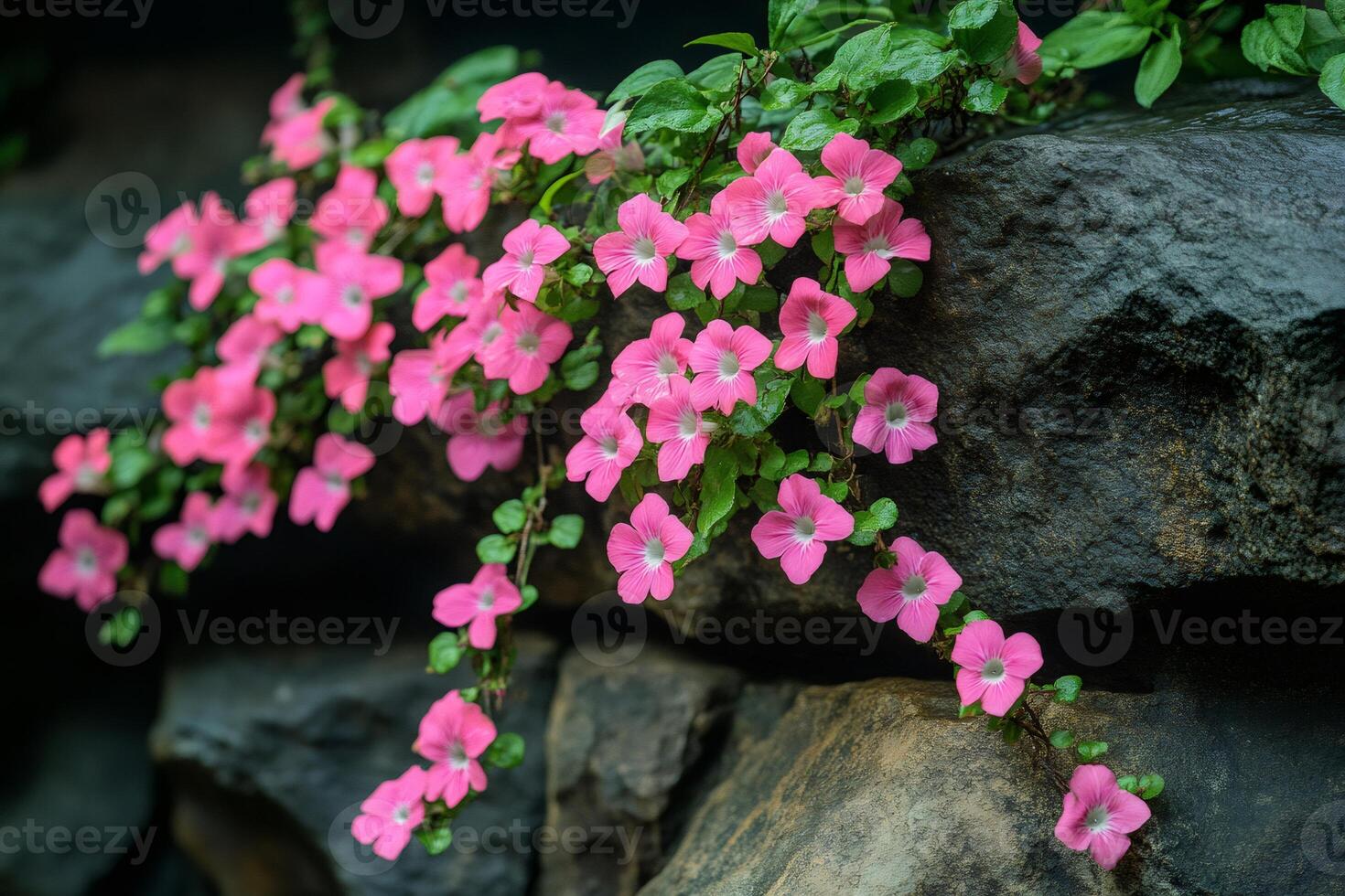 Pink flowers growing on a rock wall photo