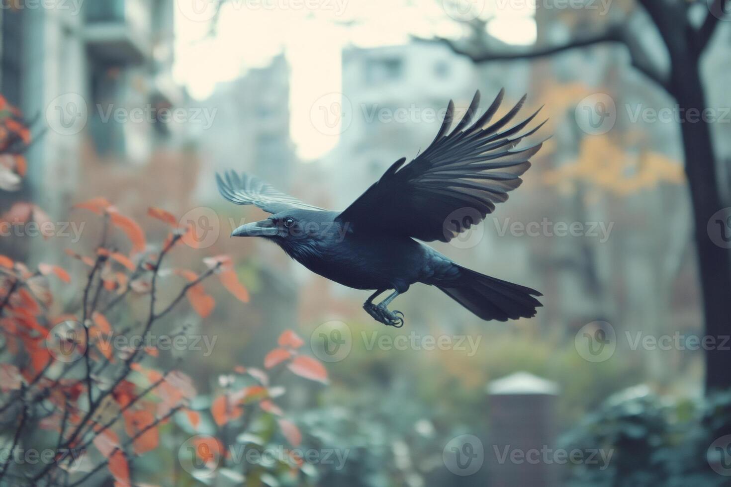 Large black crow flying in urban environment with spread wings photo