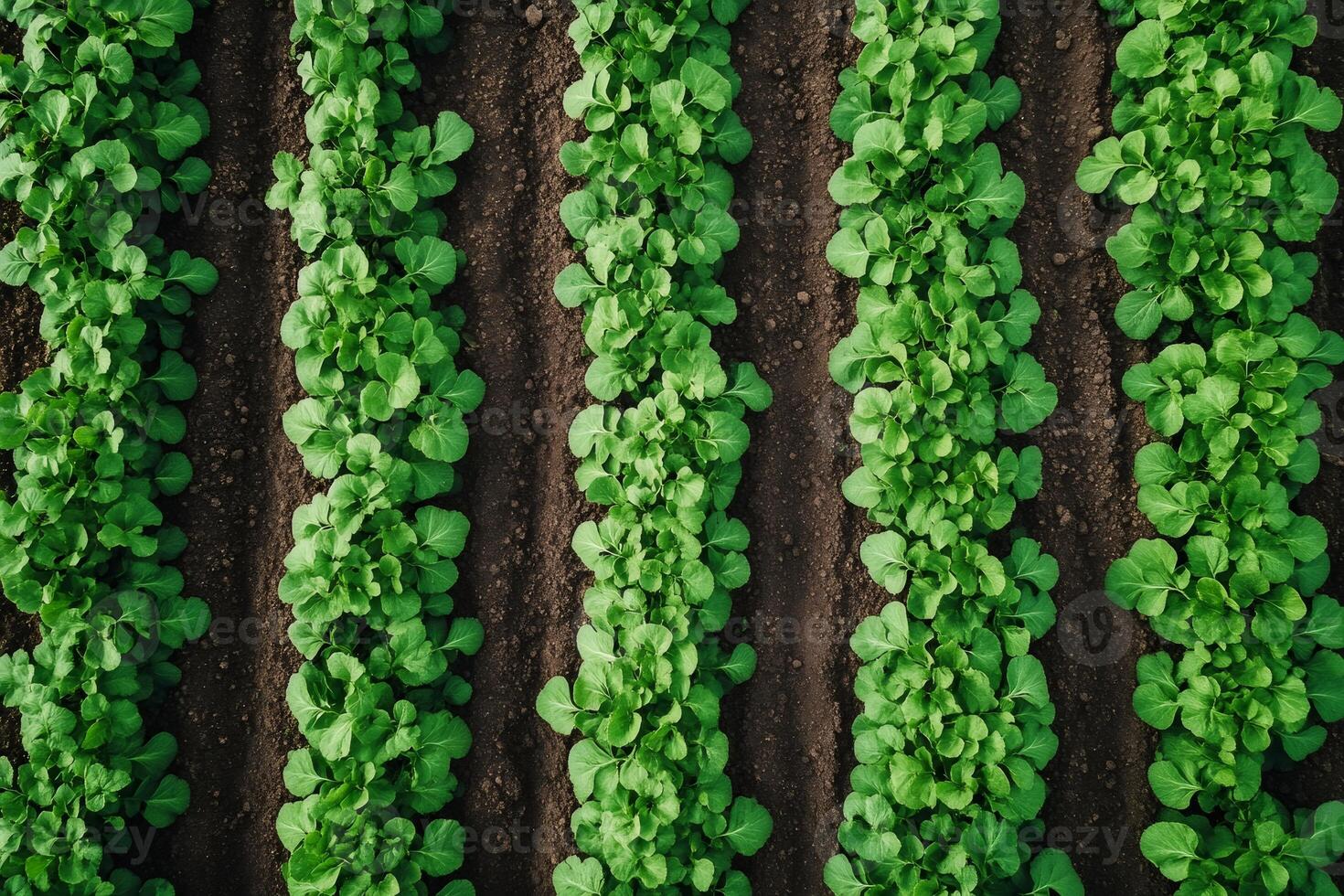 Rows of green plants growing in a fertile field photo