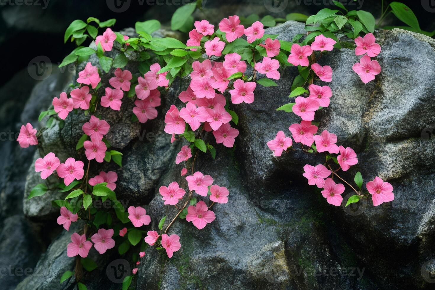 Pink flowers growing on rocks in nature background photo