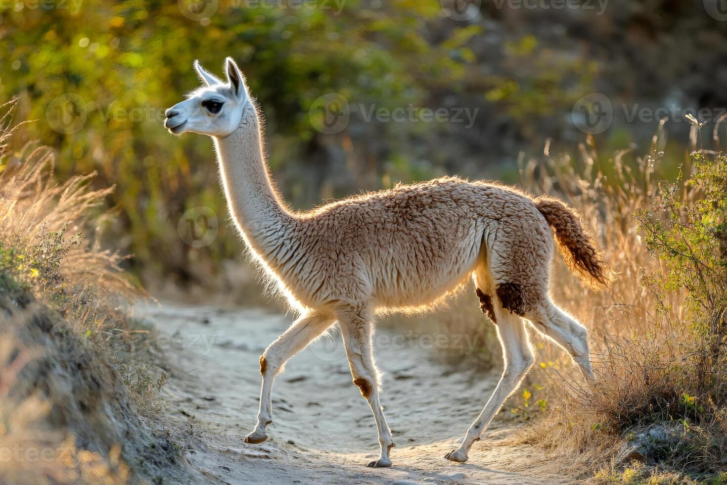 Wild guanaco walking on a path at sunset in torres del paine national park photo