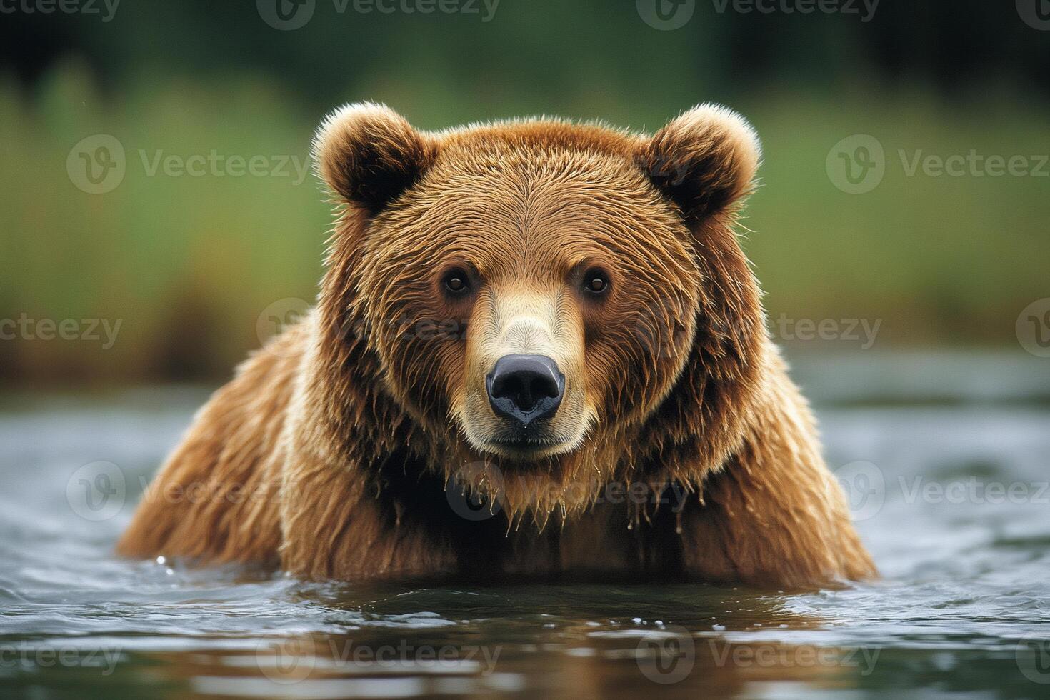 Brown bear relaxing in water, wildlife photography of ursus arctos photo