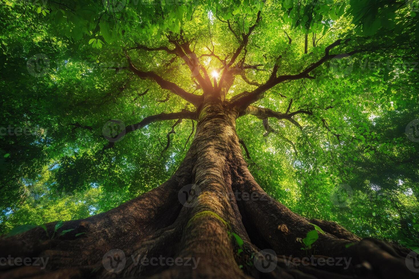 Sunlight filtering through majestic tree canopy in lush forest photo