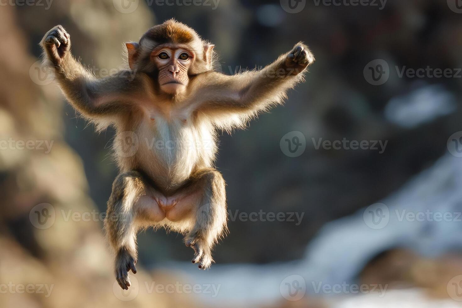 Japanese macaque jumping with open arms in nature photo