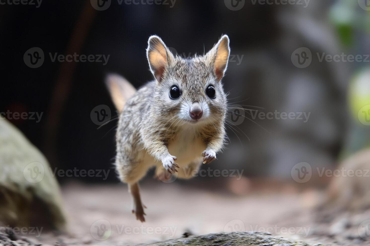 Long-eared jerboa jumping in the air with blurred background photo