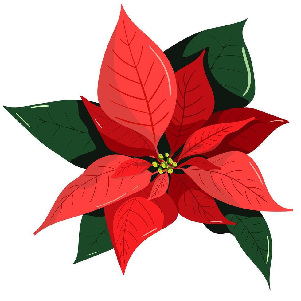 Red poinsettia flower. Christmas and new year decor for designe vector