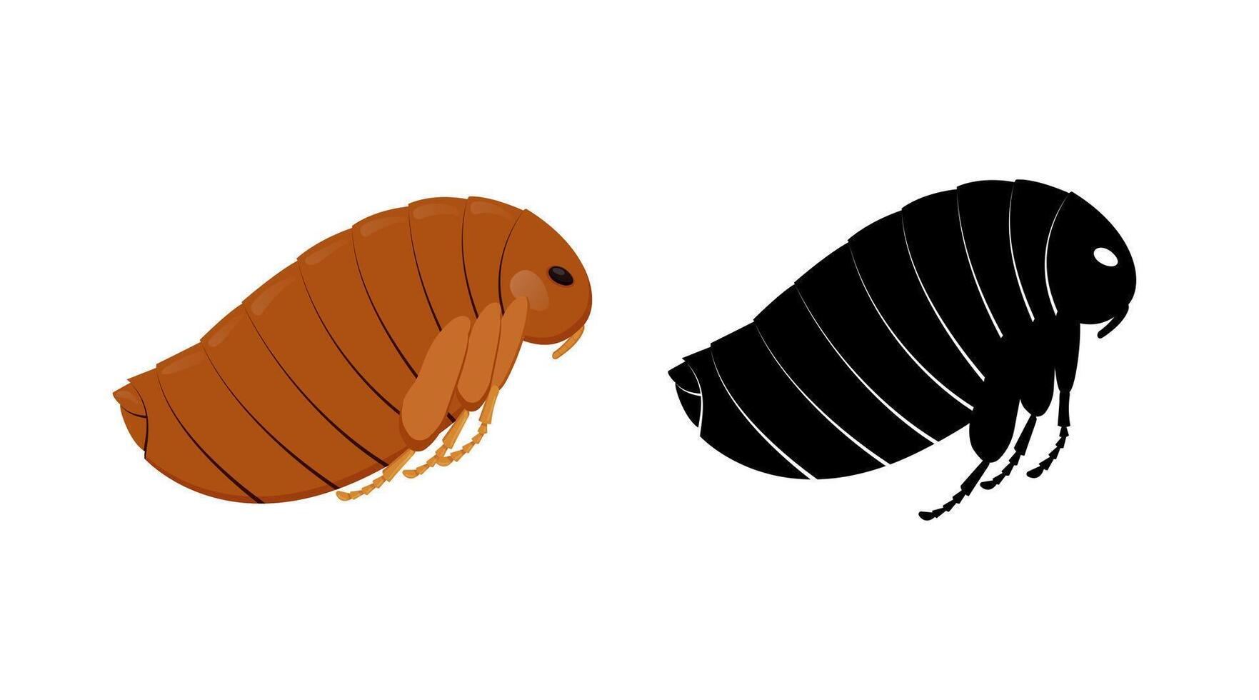 Flea insect and its silhouette isolated on white background, showing segmented body, legs and large eye. vector