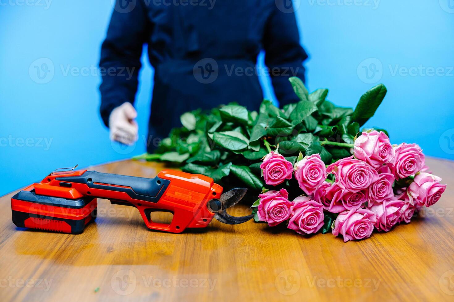 Man in apron cuts off the ends of a rose on blue background. photo