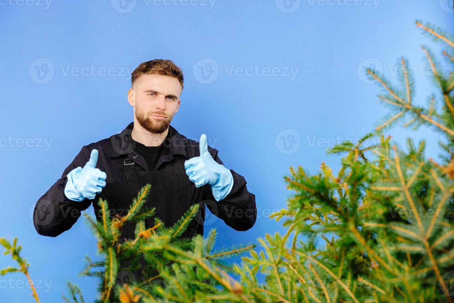 Man is carrying a cart with a pine tree on a blue background. photo