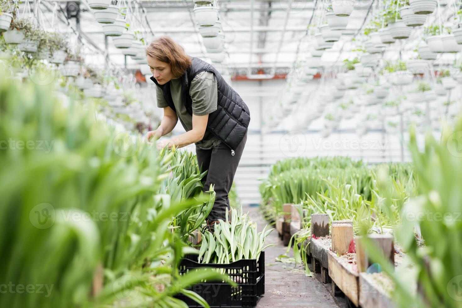 Woman takes care of cultivation in a greenhouse with tulips. photo