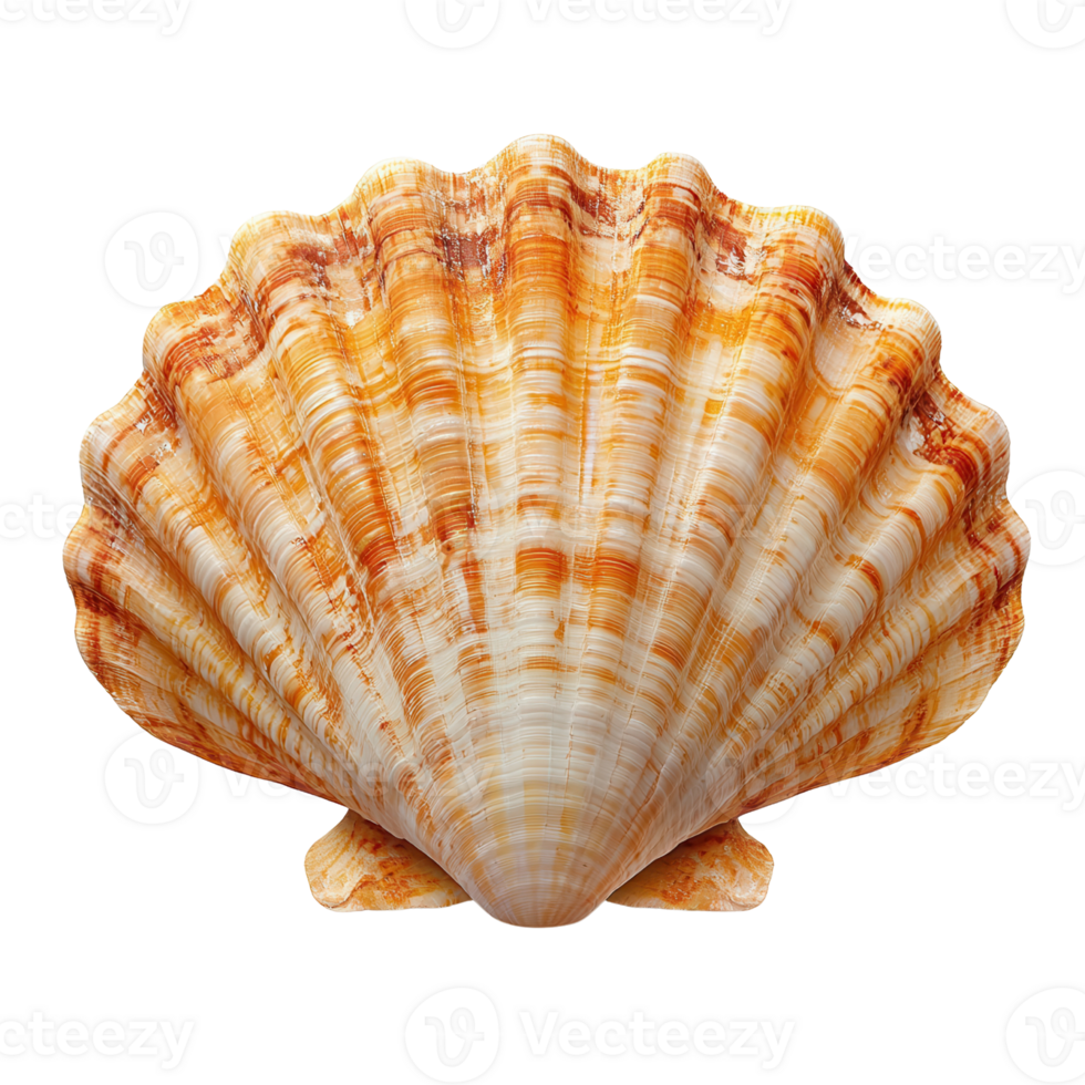 Beautiful orange scallop shell with intricate patterns isolated on transparent background png