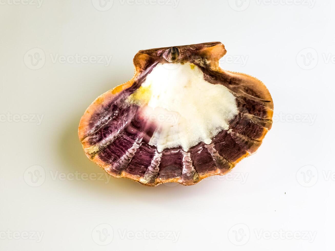 Aquatic natural sea shell close-up. Sea scallop on a white background. photo