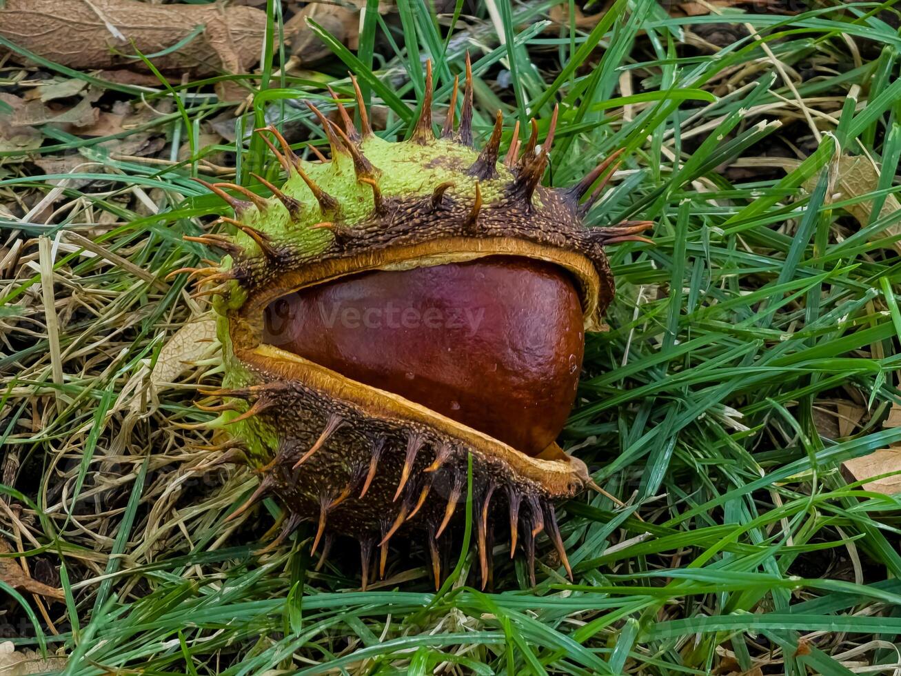 Close-up of a semi-peeled ripe chestnut of round shape, rich brown color lies on the grass. photo