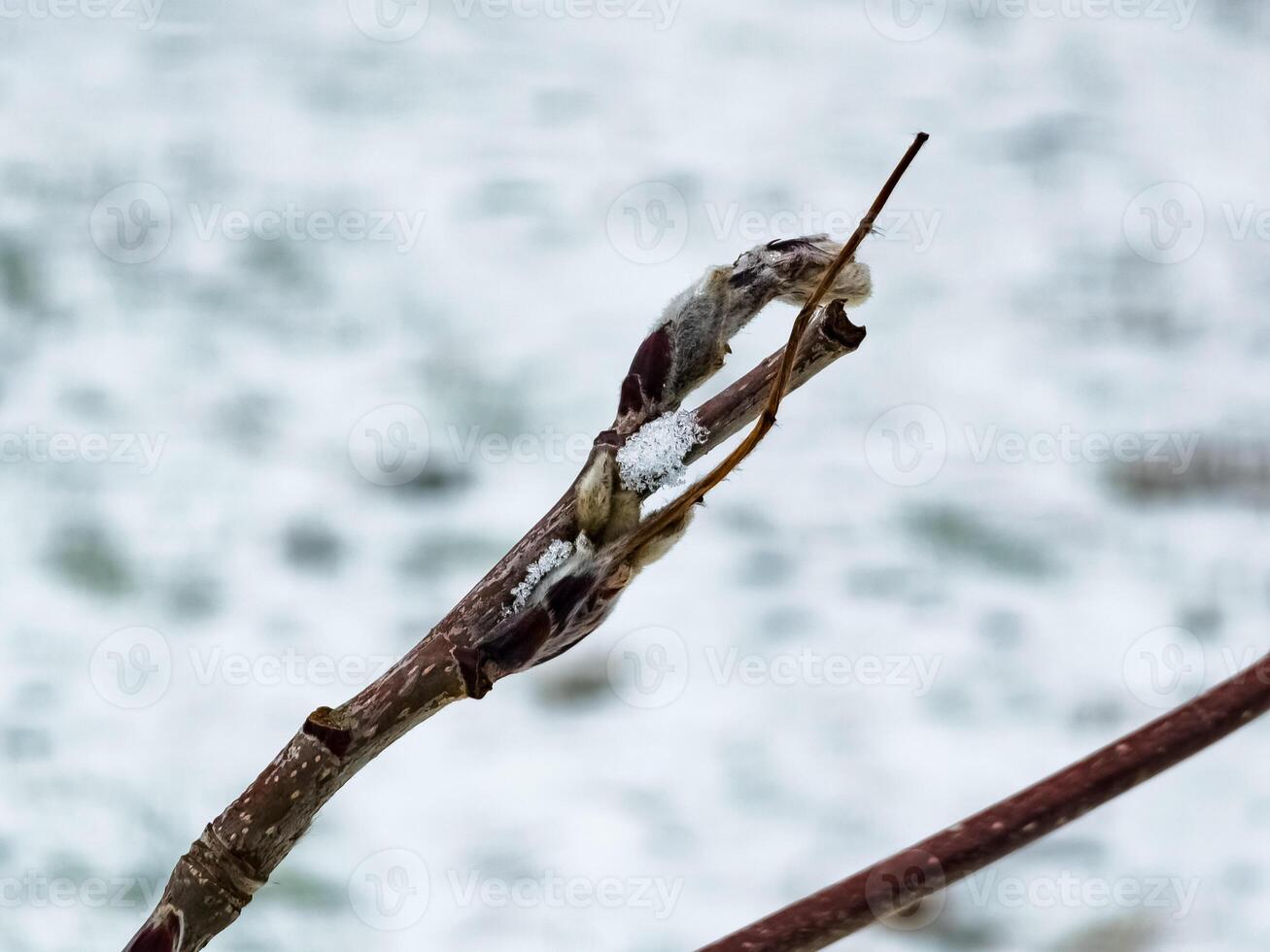A rowan branch with a bud is covered with snow in winter. Latin name Sorbus aucuparia. photo