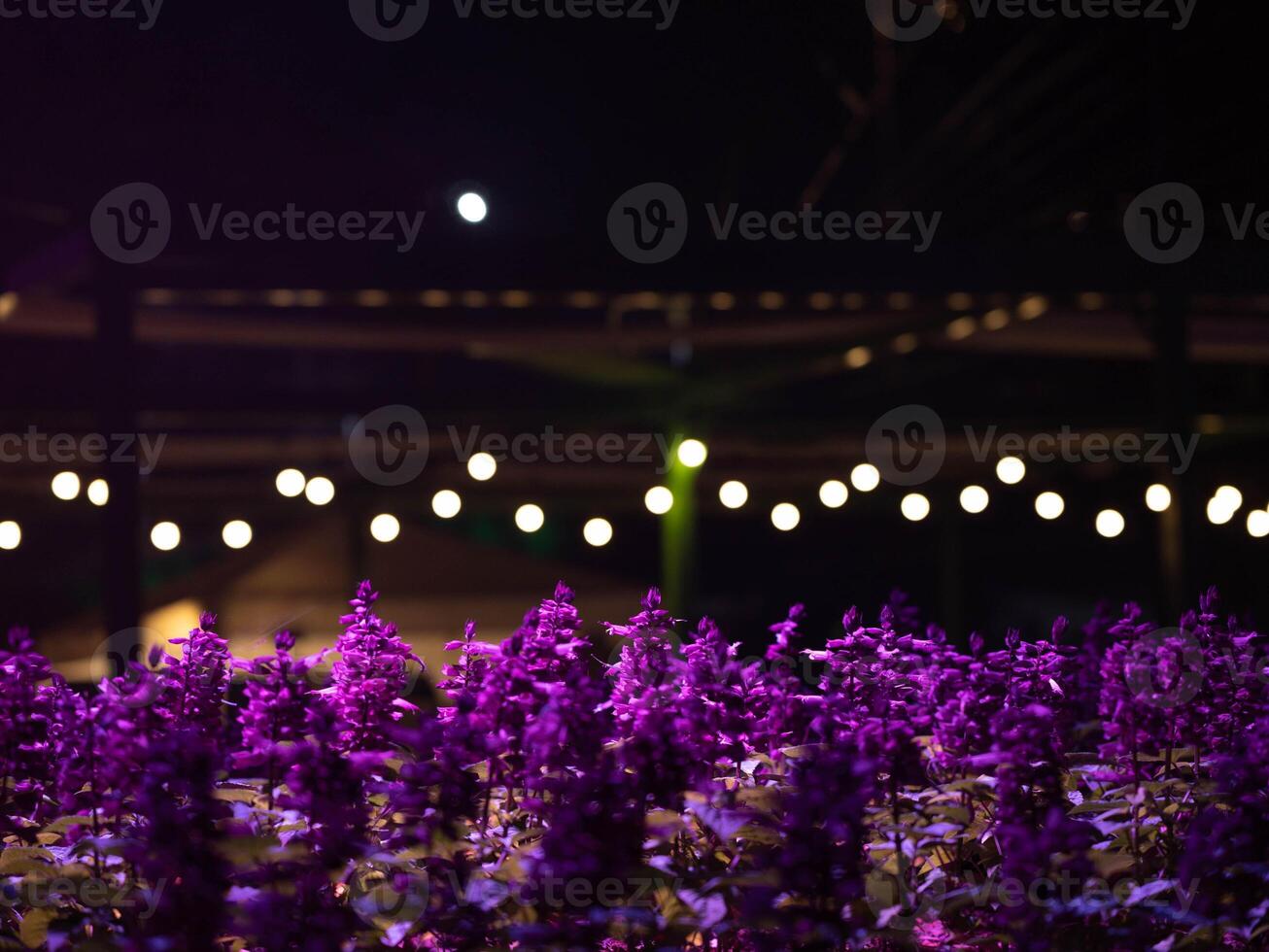 Light and sound show and colorful flower garden decoration at the ASEAN Flower Festival Chiang Rai Province Thailand photo