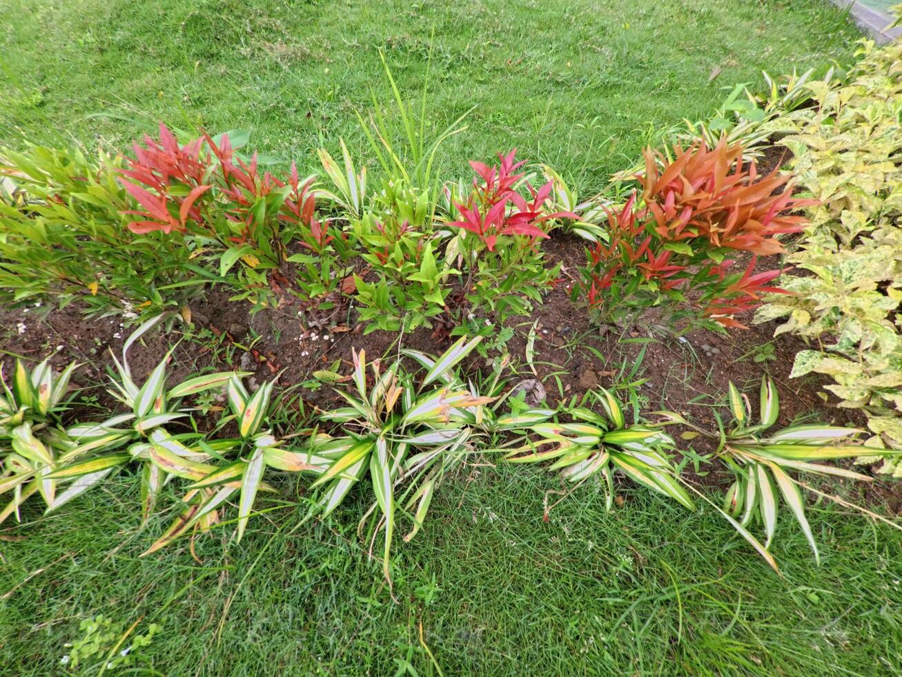 Vibrant Garden with Lush Greenery and Flowers photo