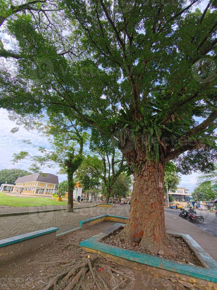 Tall Trees Towering Above Quiet City Street photo