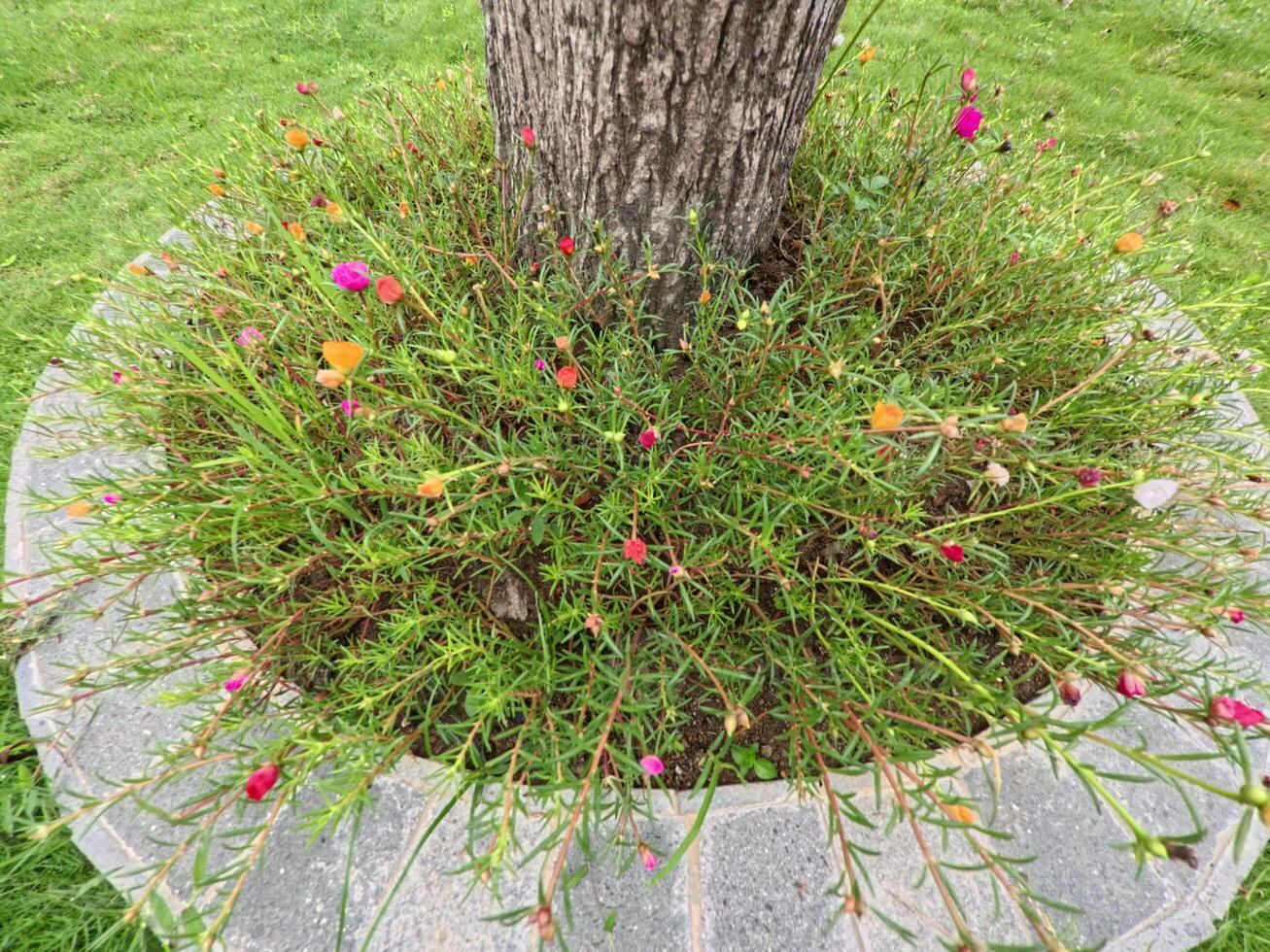 Circular Garden with Colorful Flowers and Tree photo