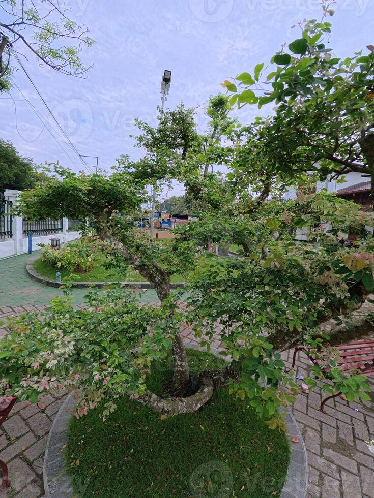 Lush Garden Tree with Pathway and Sky photo