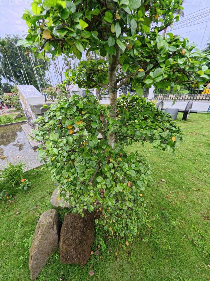 Green Bushy Tree Beside Rocks in Garden photo