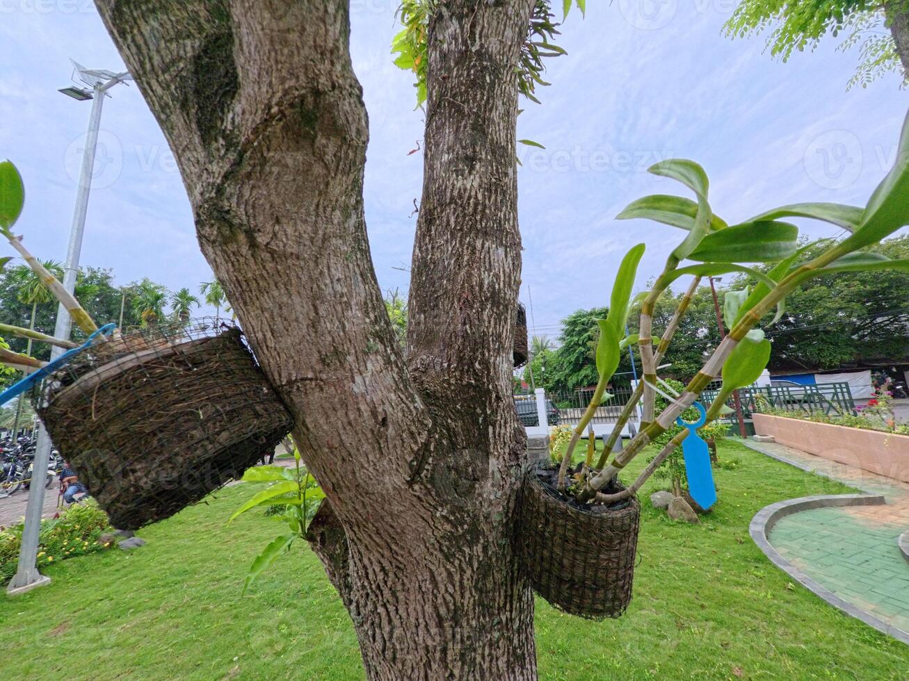Tree with Potted Plants and Greenery around photo