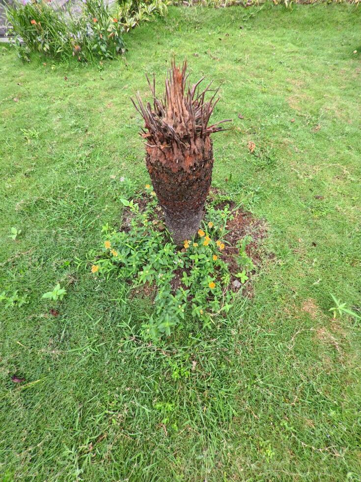 Stump Surrounded by Vibrant Garden Flowers Blooming photo