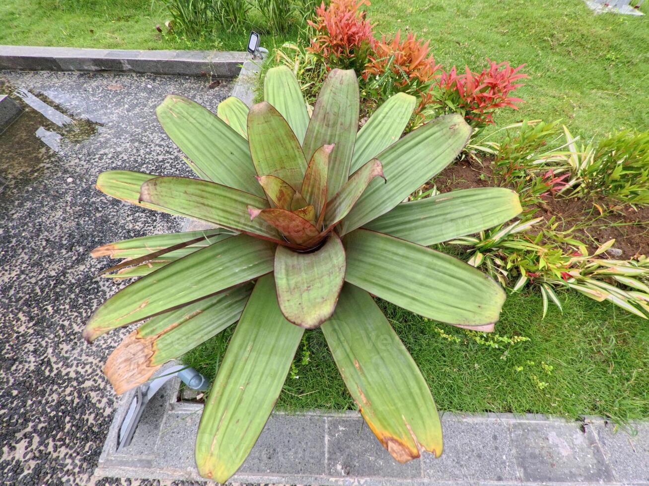 Vibrant Large Leaf Plant in Garden Display photo
