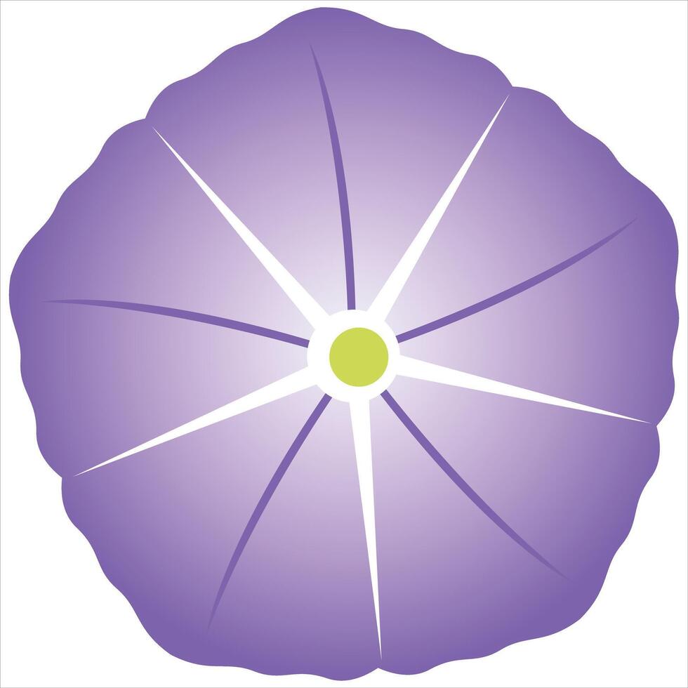 Purple morning glory flower vector