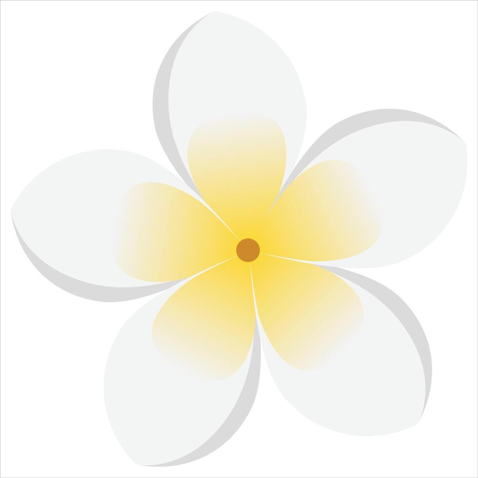 Illustration of frangipani flower vector
