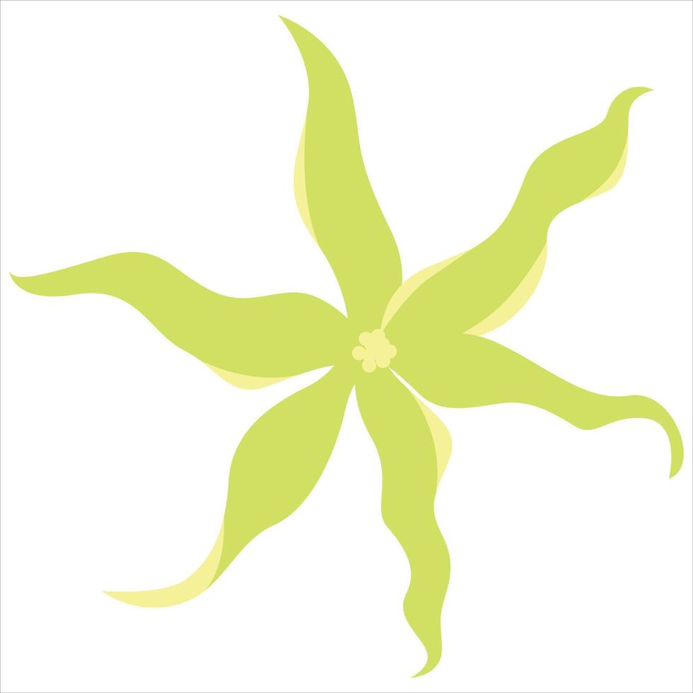 Cananga odorata flower or ylang ylang vector