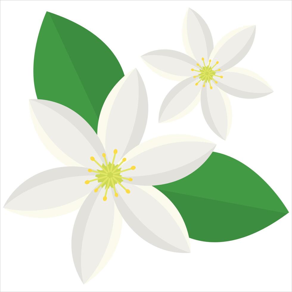 Two white flowers with yellow centers and green leaves suitable for gardening, nature, floral design, spring, or botanical concepts. vector