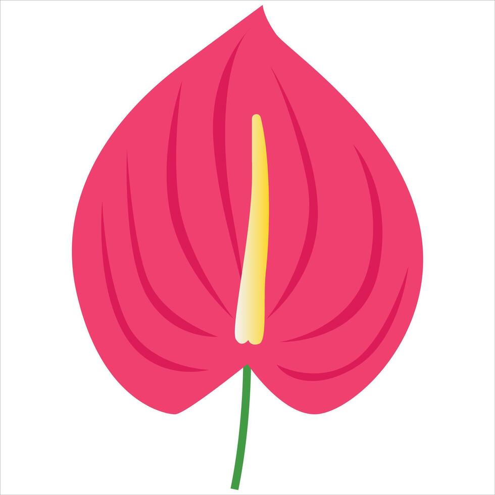 Illustration of pink anthurium flower vector