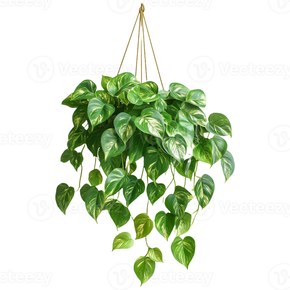 Hanging Greenery Charm String of Pearls Plant Isolated for Clean and Versatile Transparent Background Use png