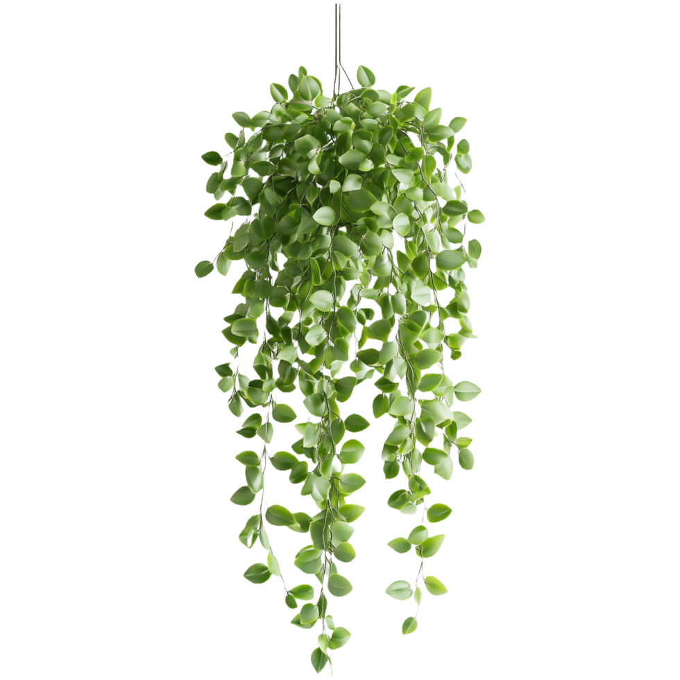 Elegant Hanging Pothos Plant A Beautiful Cutout Isolated on Transparent Background for Modern Product Designs png