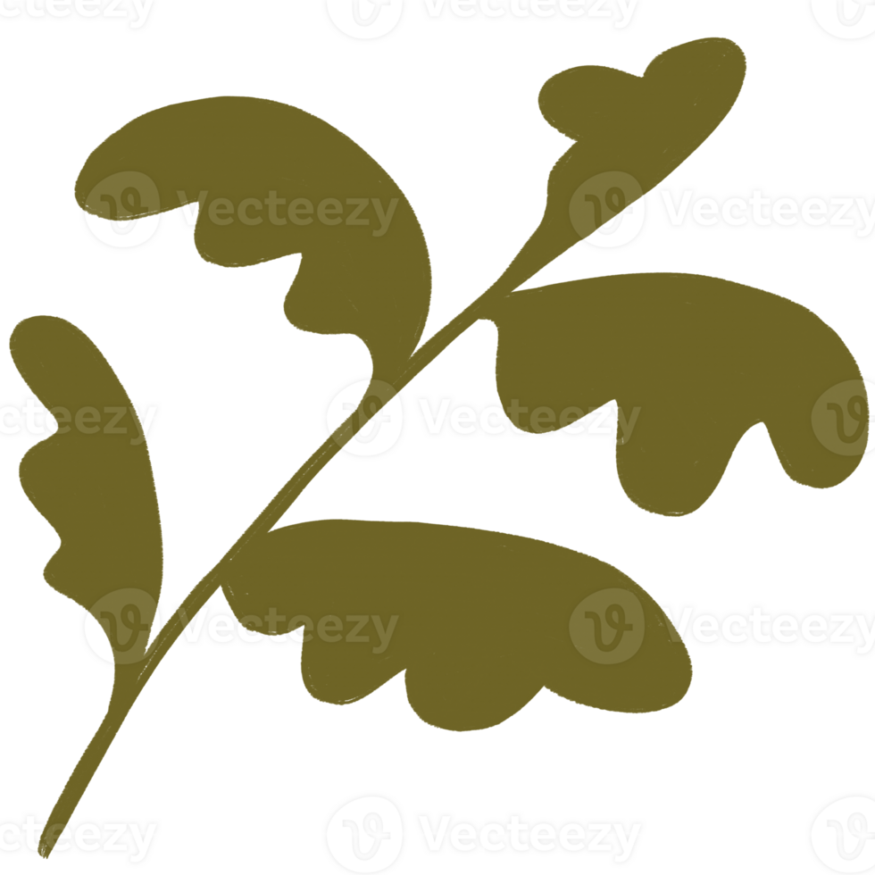 illustration of a leaf png